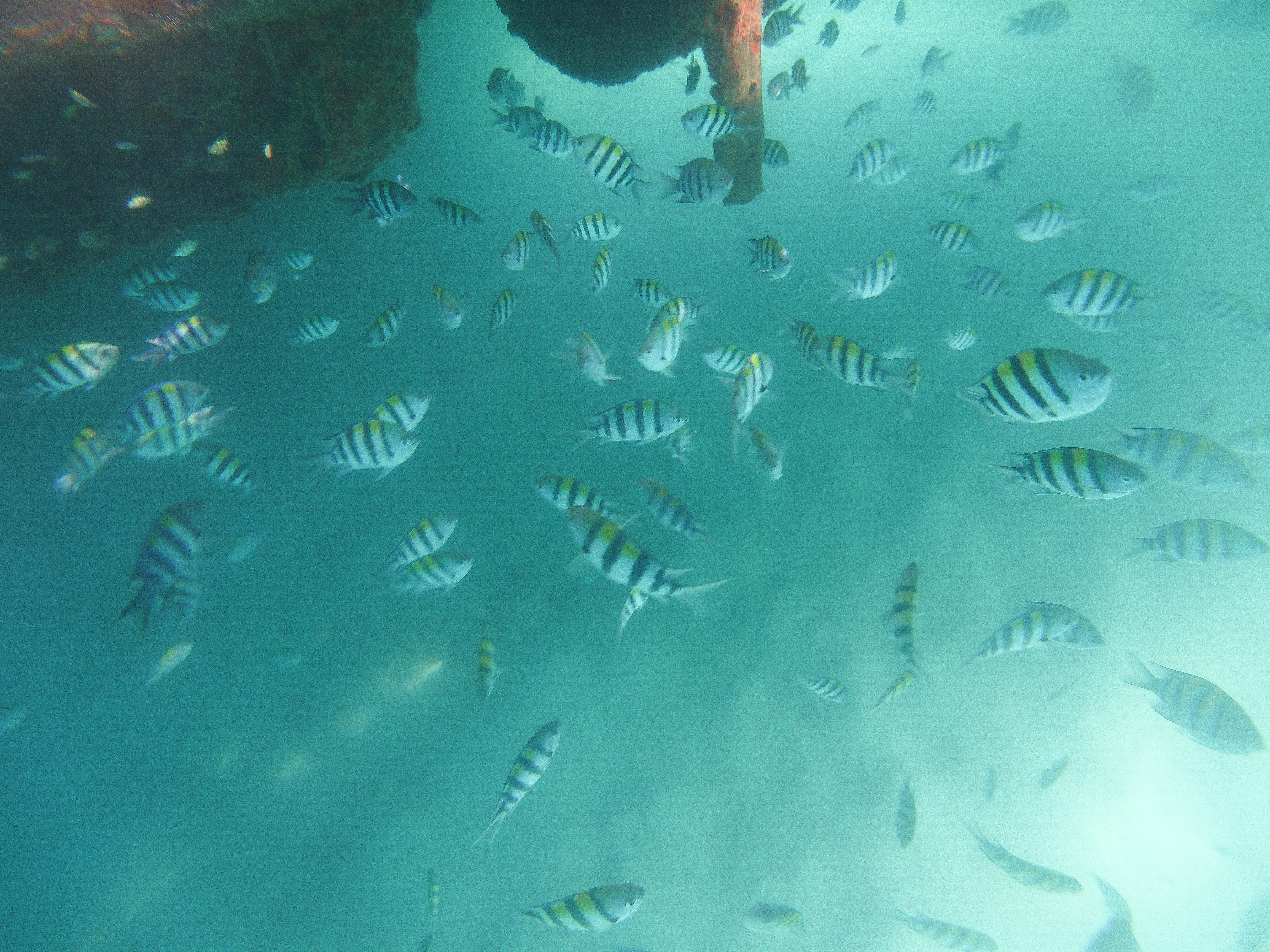 Looc Fish Sanctuary, Tablas | themhayonnaise
